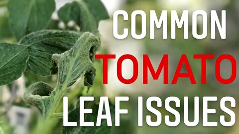 What Causes Tomato Leaves To Curl? Why Do Tomato Leaves Turn Brown? WATCH THIS | Gardening in Canada
