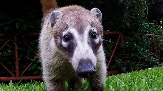 Adorable baby coatis curiously investigate camera