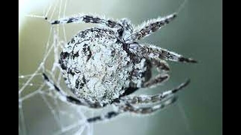 its called Drawins bark Spider- How special this spider? Is it venomous?
