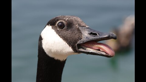 Forcing Canadian Cobra Chickens & Their Babies Off The Road