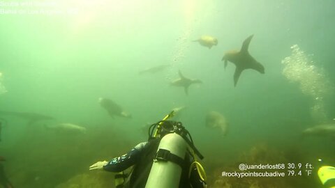 Scuba with Sealions.