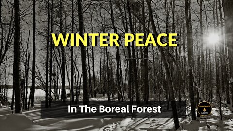 Winter Peace In The Boreal Forest