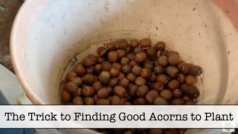 The Trick to Finding Good Acorns to Plant