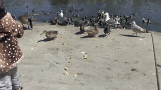 Feeding ducks at polliwog park
