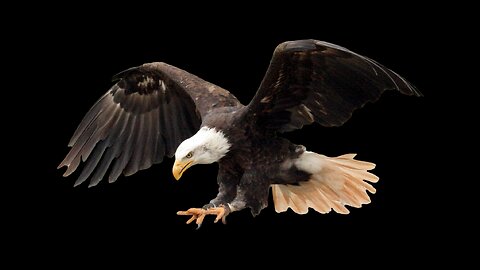 Eagle capture a goat | amazing raptors and eagle attacks | eagle vs monkey fox vs snake