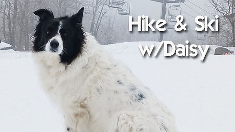 Hiking & Skiing with Border Collie Daisy Dog