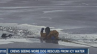 Dogs rescued from icy ponds