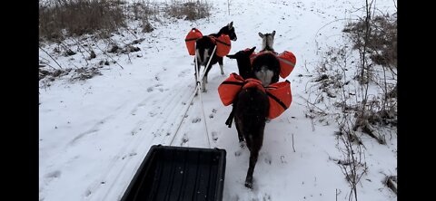 Getting the Goats used the sound and feel of pulling a pulk sled