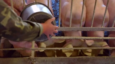 Pigs eat from trough. Man's hands with a bucket. Farmer feeds the hogs. Piggies are grown for sale