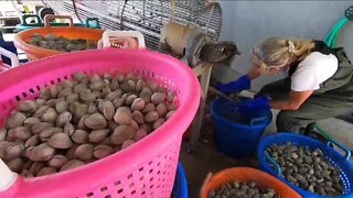 Sarasota Bay Watch volunteers drop clams in bay area