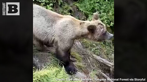 A BEAR-Y TENSE FACEOFF! Black Bear Stares Down Brown Bear to Protect Cub