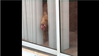 Dog Tries Licking And Chewing His Way Out Of A Sliding Glass Door