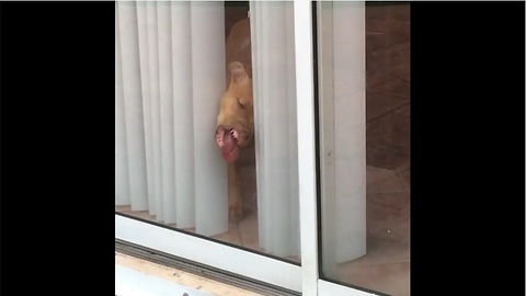 Dog Tries Licking And Chewing His Way Out Of A Sliding Glass Door