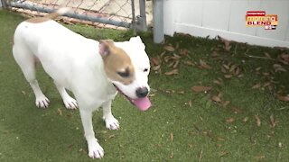 Pet Patrol SPCA Tampa Bay | Morning Blend