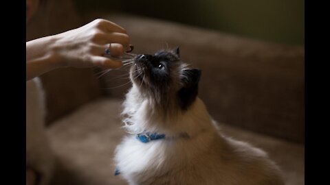 Cats: Basic Cat Training Tips