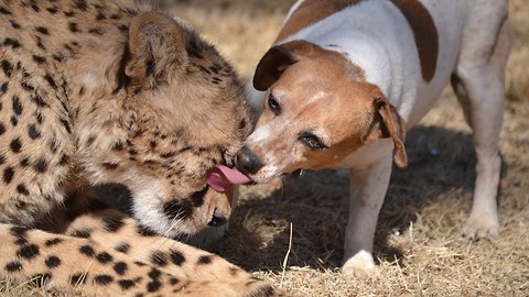 Rescue Dog Kisses Cute Cheetah