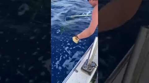 Mahi Mahi fishing in deep sea of Florida Little gaff action going on.