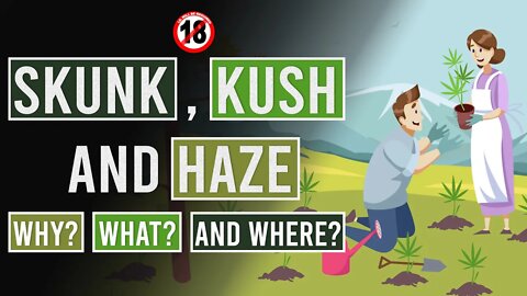 Skunk, Kush and Haze: The Genetic Base for all Modern Cannabis!