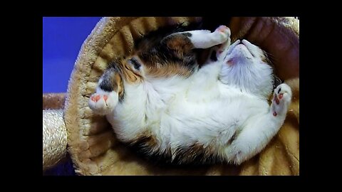 Kittens and Cats sleeping in wierd, awkward but funny and cute positions 2023