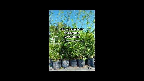 Bamboo Nursery Pick up Location Near Orlando- 407-777-4807 Ocoee Bamboo Farm