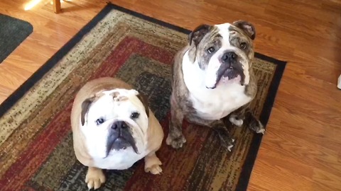 Two ADORABLE Bulldogs Enjoying Their Favorite Snack