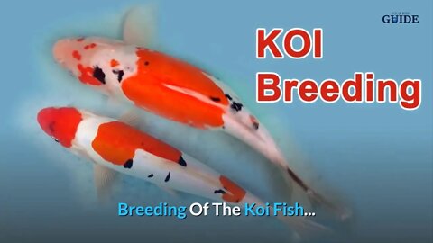 How Long Do Koi Fish Live? ~ Educational | Find Out So You Can Breed Koi