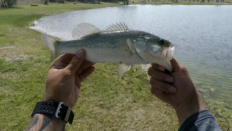 Effective pond fishing - (@Bass #Underground - Part 3)