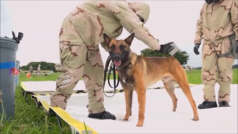 Military Working Dog CBRN Decon Training