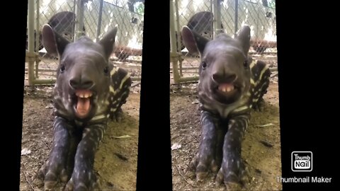 How Cute Is This Tapir, funny video