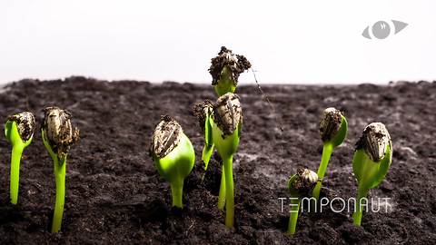 Sunflower seeds germination and growth time lapse