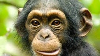 10 Most Intelligent Animal Species