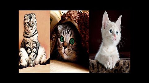 🐱 Funniest Cats 🐱 Videos That Will Make You Laugh !!! Best Funny, Stay C00L 🤩
