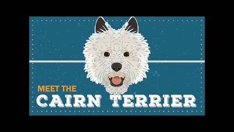 Cairn Terrier | CKC Breed Facts & Profile