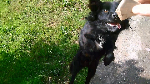 Unbelievable! This dog can find a thrown stone in dense grass