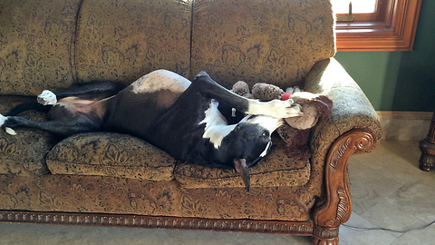 Funny Lazy Great Dane plays with Stuffie