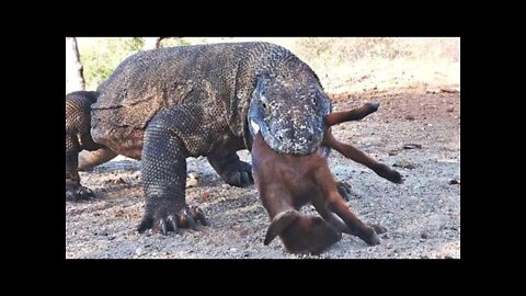 Terrible: Only Seconds Komodo Dragon Swallows These Animals