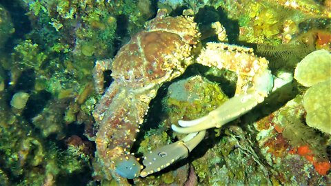 Giant crabs come out under cover of darkness in Belize