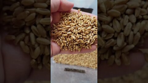 All About Hard Red Wheat Berries