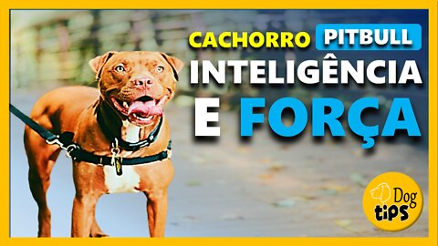 Inteligência do Cachorro Pit Bull | Canal Dog Tips - Pit Bull Dog Intelligence | Dog Tips Channel