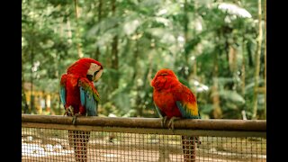 Beautiful birds are colorful and wonderful