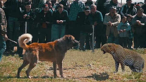 Jaguars Vs dogs