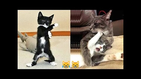 FUNNY CATS and DOGS 🐱🐶 _ other ANIMALS 🐾 New Funniest Animals Videos 2023 😂