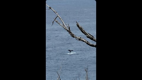 Humpback Whale - Maui, Hawaii