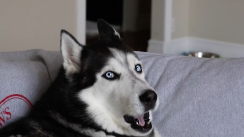 Husky comically reacts to viral video