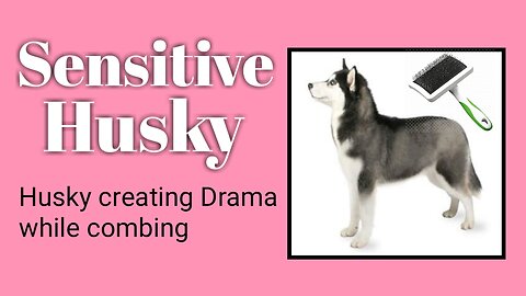 Sensitive Husky Creates Drama Over Grooming