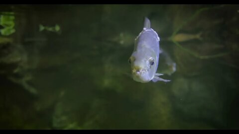 Hydrocynus goliath, also known as the goliath tigerfish, giant tigerfish, or mbenga, is a very large