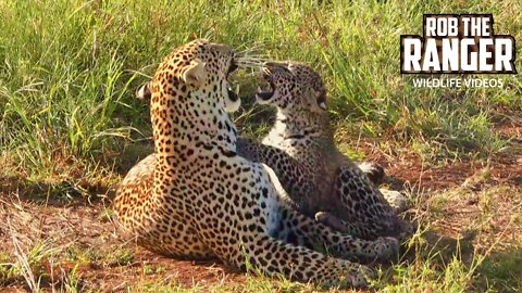 Playful Leopard Cub And Mum | Maasai Mara Safari | Zebra Plains