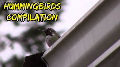 Hummingbirds Compilation Pacific Northwest