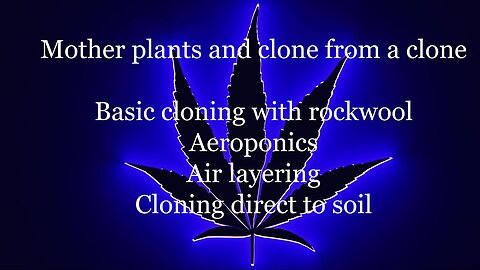 Clone marijuana in 4 different ways, Mother plants vs clone from a clone from a clone