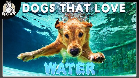 WATER DOGS - Dog Breeds that LOVE Water!